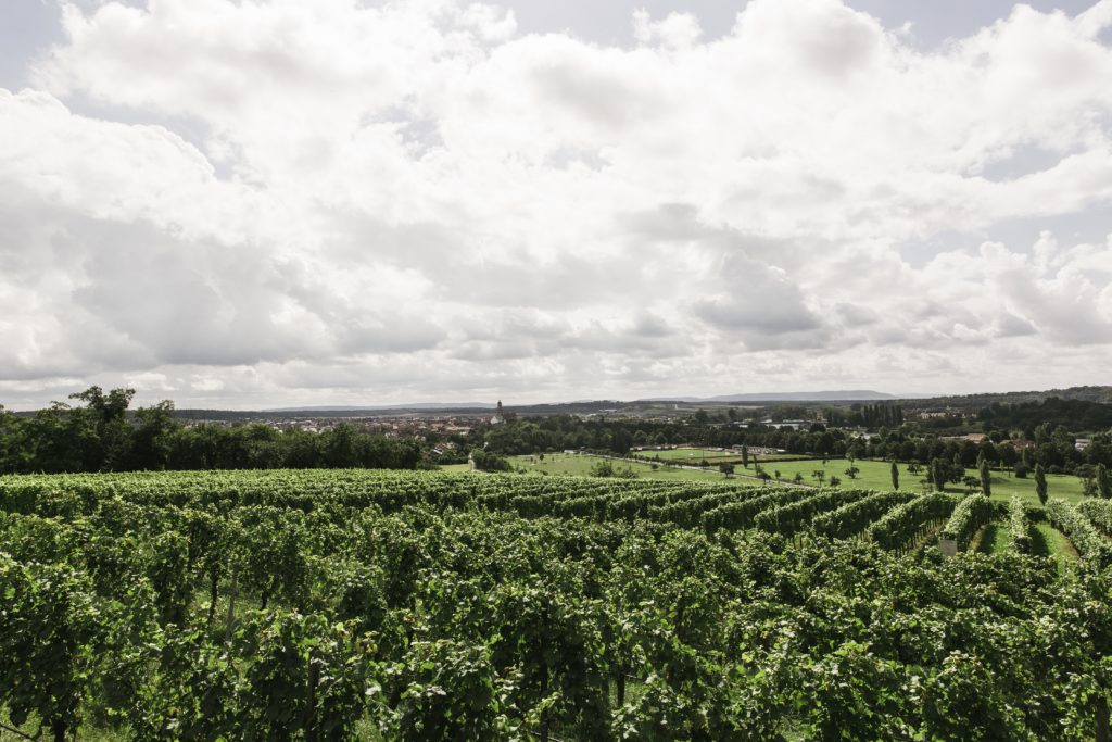 vignes dans le bordelais